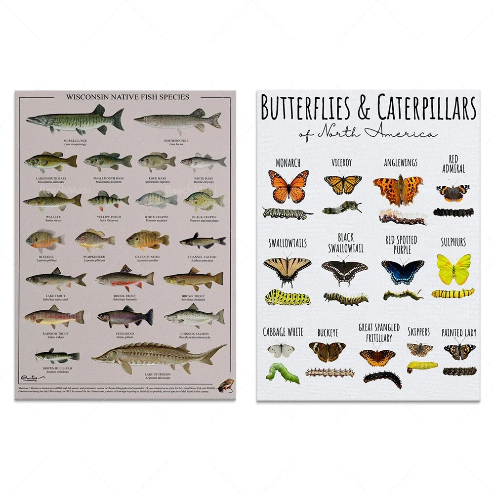 Connaissance des papillons et des chenilles d'Amérique du Nord, identification des papillons, affiche sur les poissons indigènes du Wisconsin, identification des poissons