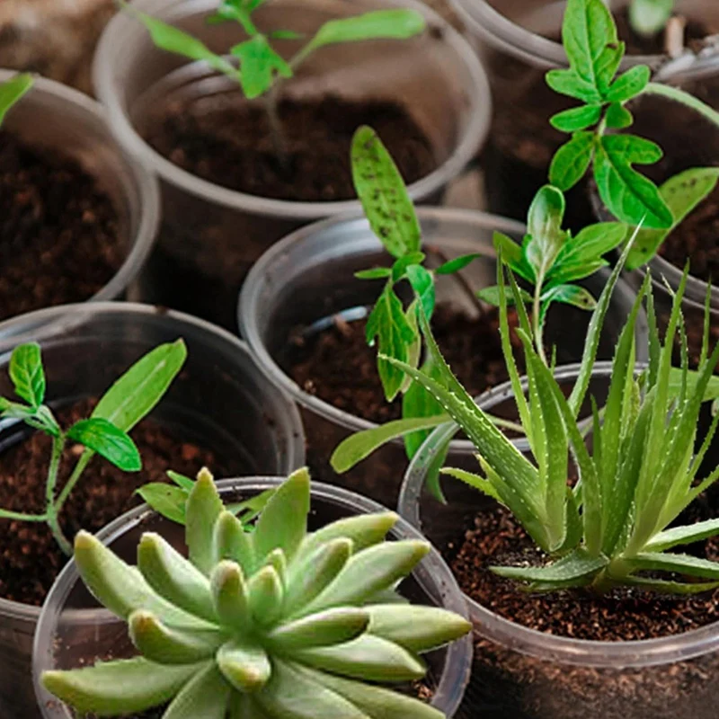 20-Pack 5.7 Inch Transparent Nursery Pots for Plants: Seedling Pots with Water Storage