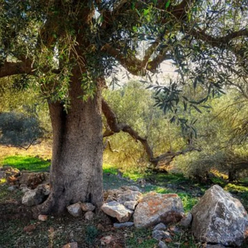 

Металлический полный комплект центрального дифференциала 6780 для Trxs Slash 4x4 Stampede Rustler Hoss 4x4, обновленные детали, аксессуары