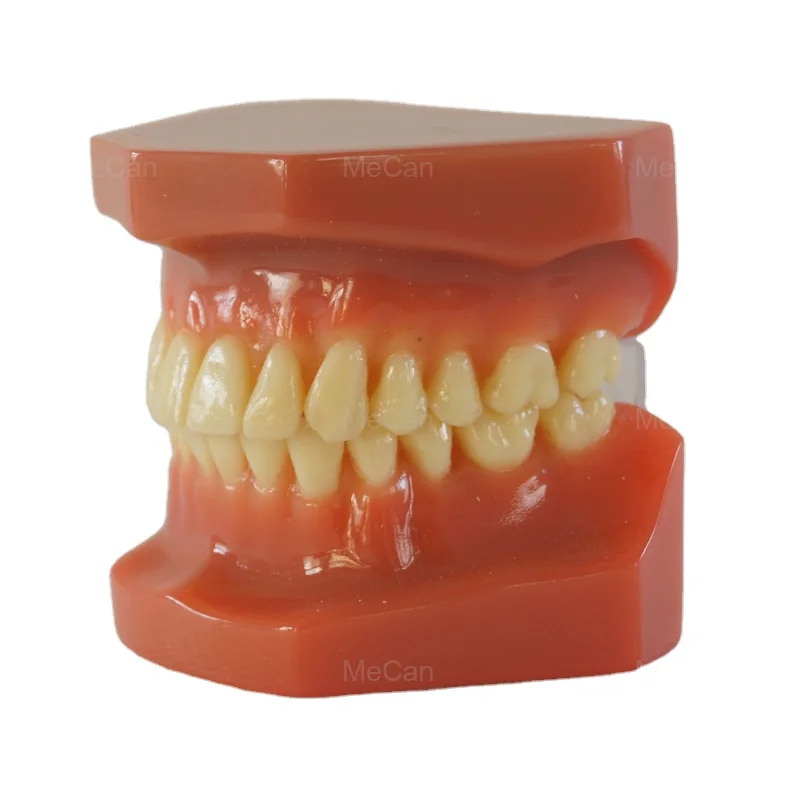 

YTYIN Study Model, Teeth Orthodontic Model