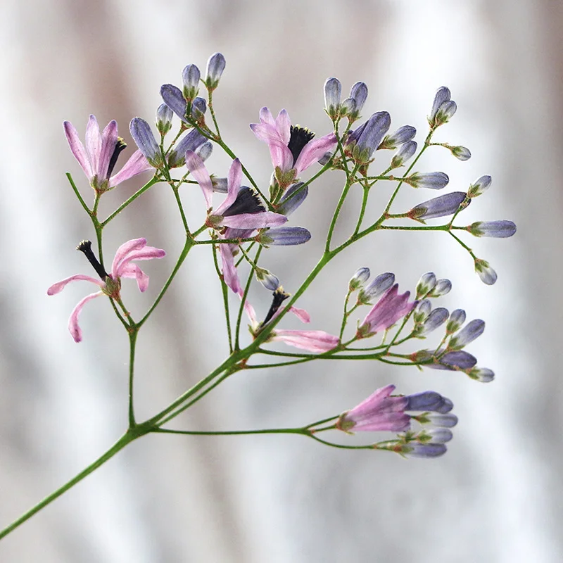 60Pcs Neem Tree Flower Branches, Dried Flower Pressed Plant Specimens, Resin Jewelry, Pressed Flower Bookmarks, Photo Frames, Leaf Art DIY Materials view 5
