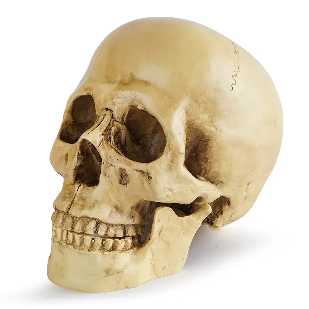 

Resin Material Life Size Human Anatomy Model 1:1 Highly Realistic Replica Human Adult Skull Head Bone Model Halloween Decoration