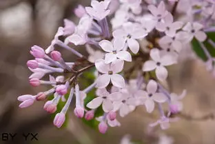 Holybro H-RTK NEO-F…