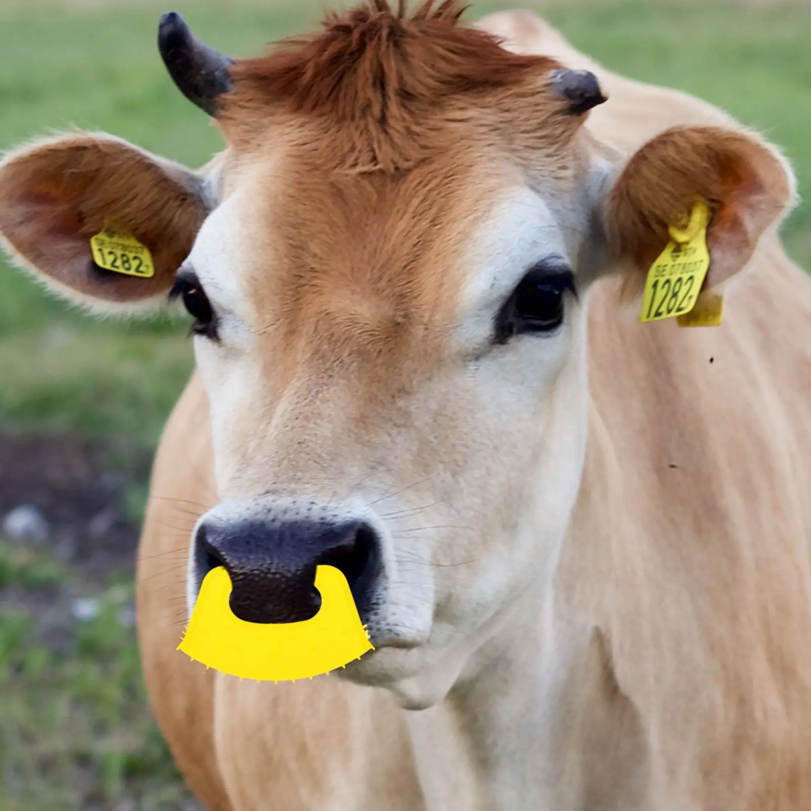 

10 Pcs Weaner Plastic Cow Nose Clip Thicken Weaning Equipment Calf Weaner Tool Livestock Farm Animal Supply Ear Tag