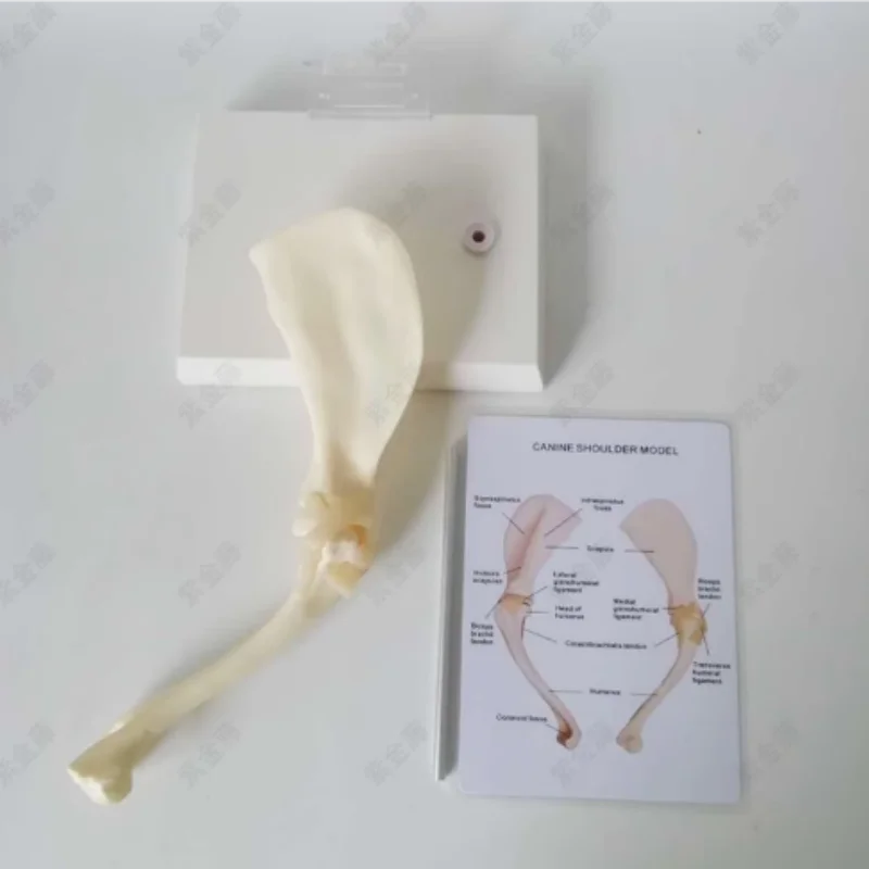 

Модель плечевого сустава собаки, скелет собаки, скелет животного, модель животного, собака, ветеринарное обучение, скелет собаки