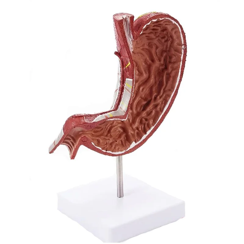 Imagem -06 - Modelo de Estômago Humano Destacável Anatomia Anatômica para a Ciência Estudo de Aula Exibição Médica Partes 1.5x Ampliado