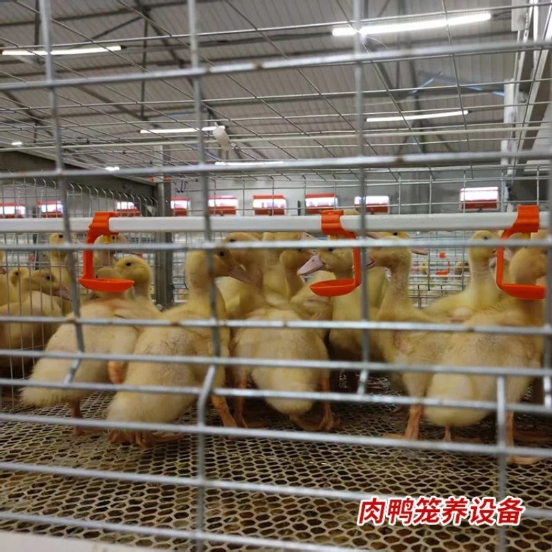 Meat duck cage equipment Stacked stepped breeding large cage Automatic manure cleaning duck house equipment Galvanized