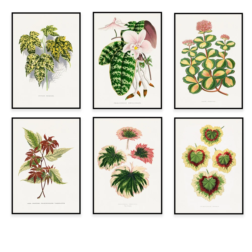 

Edward Joseph Lowe art poster, sedum leaves, green honeysuckle leaves, amaranth thompson leaves, vintage botanical illustration