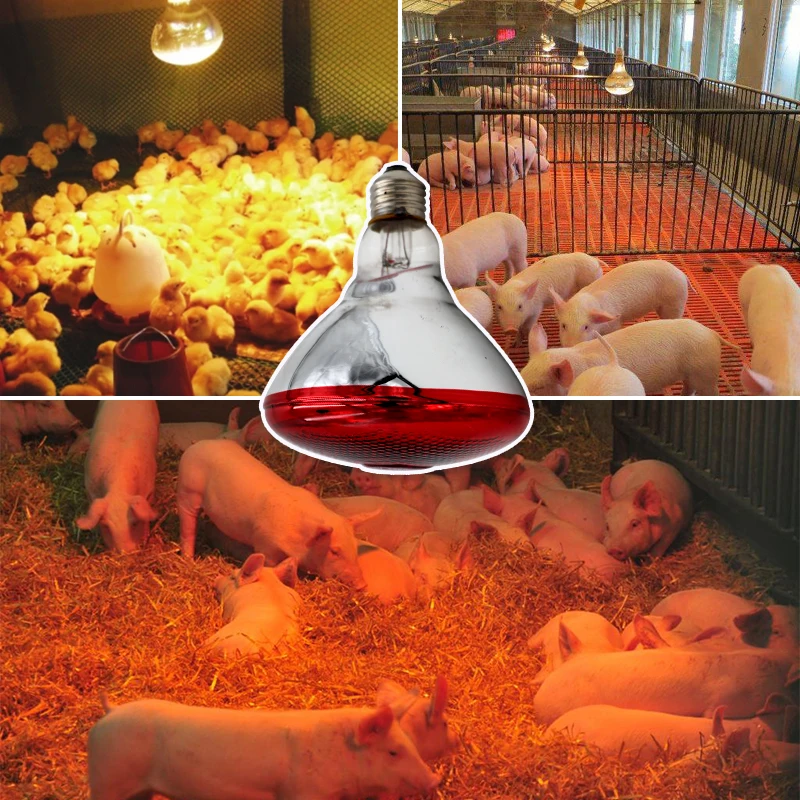 2Pcs Animal Thickened Heating Lamp Breeding Bulb E27 100W/150W/200W/250W LED Light Pet Brooder Hatch Chicken Pig Heater Bulbs