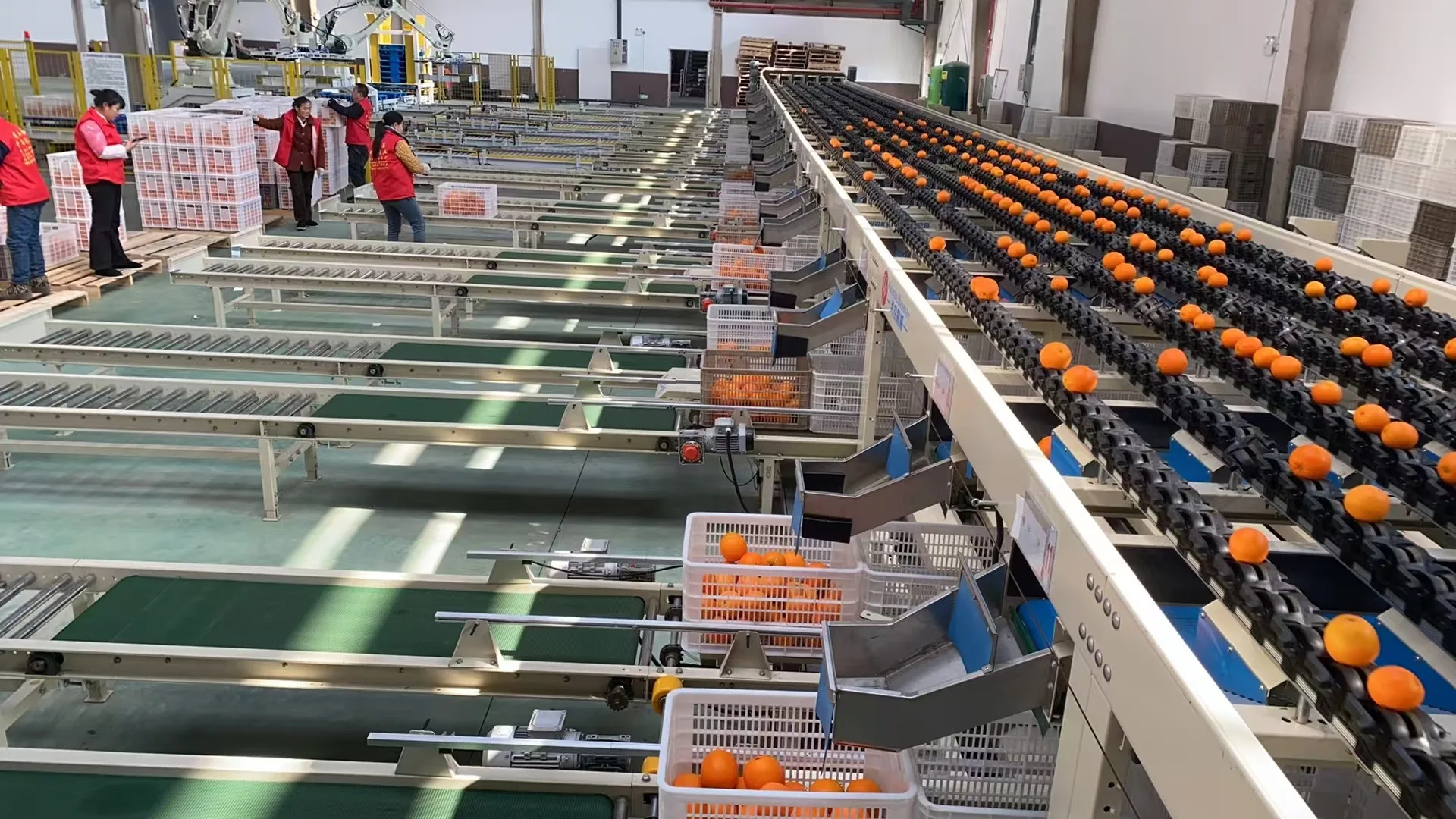 Selezionatrice multipista intelligente per agrumi di diametro medio di frutta Nucleo del motore dell'attrezzatura per macchine agricole