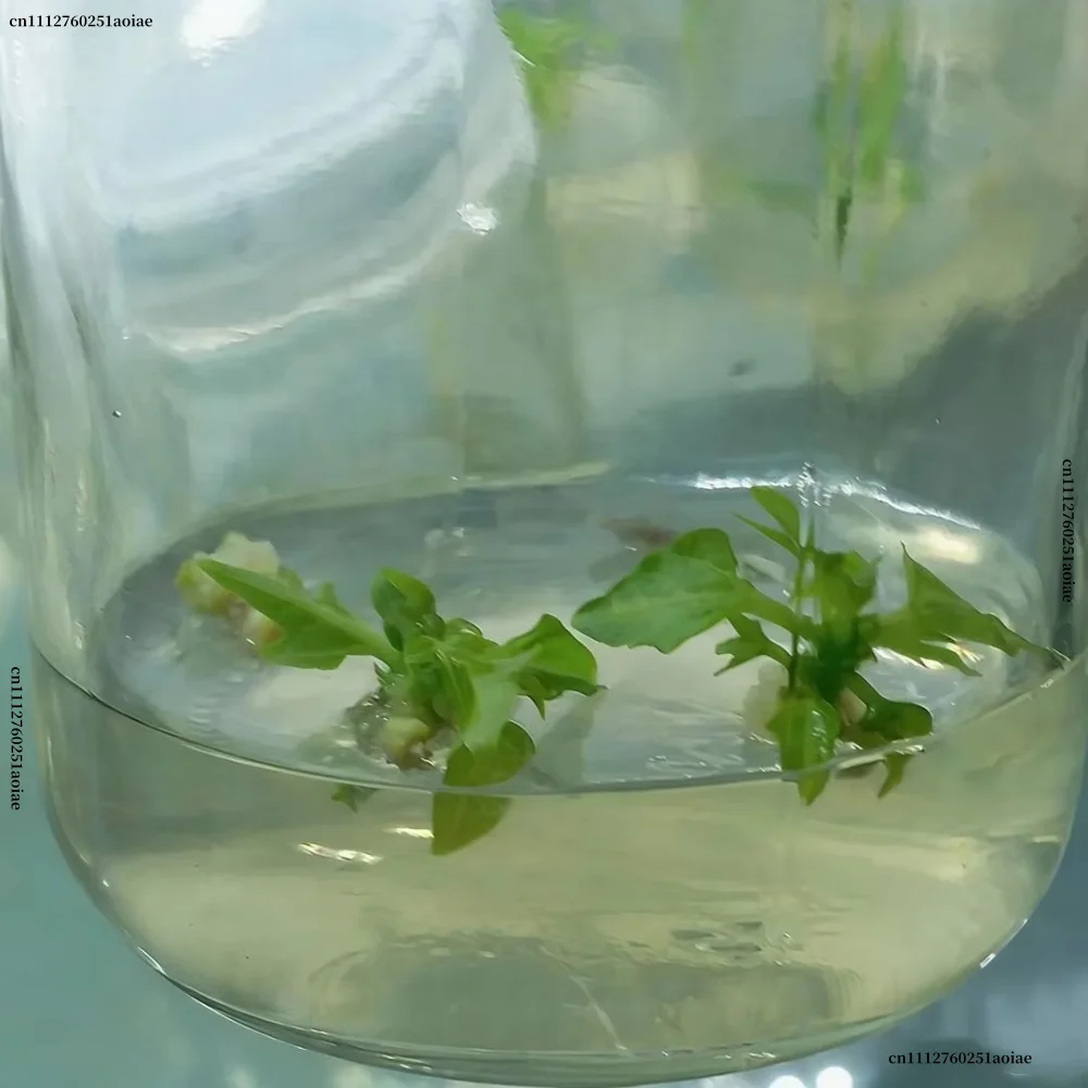 Proszek agarowy do hodowli tka – Agar Tissue Culture recenzja i cena