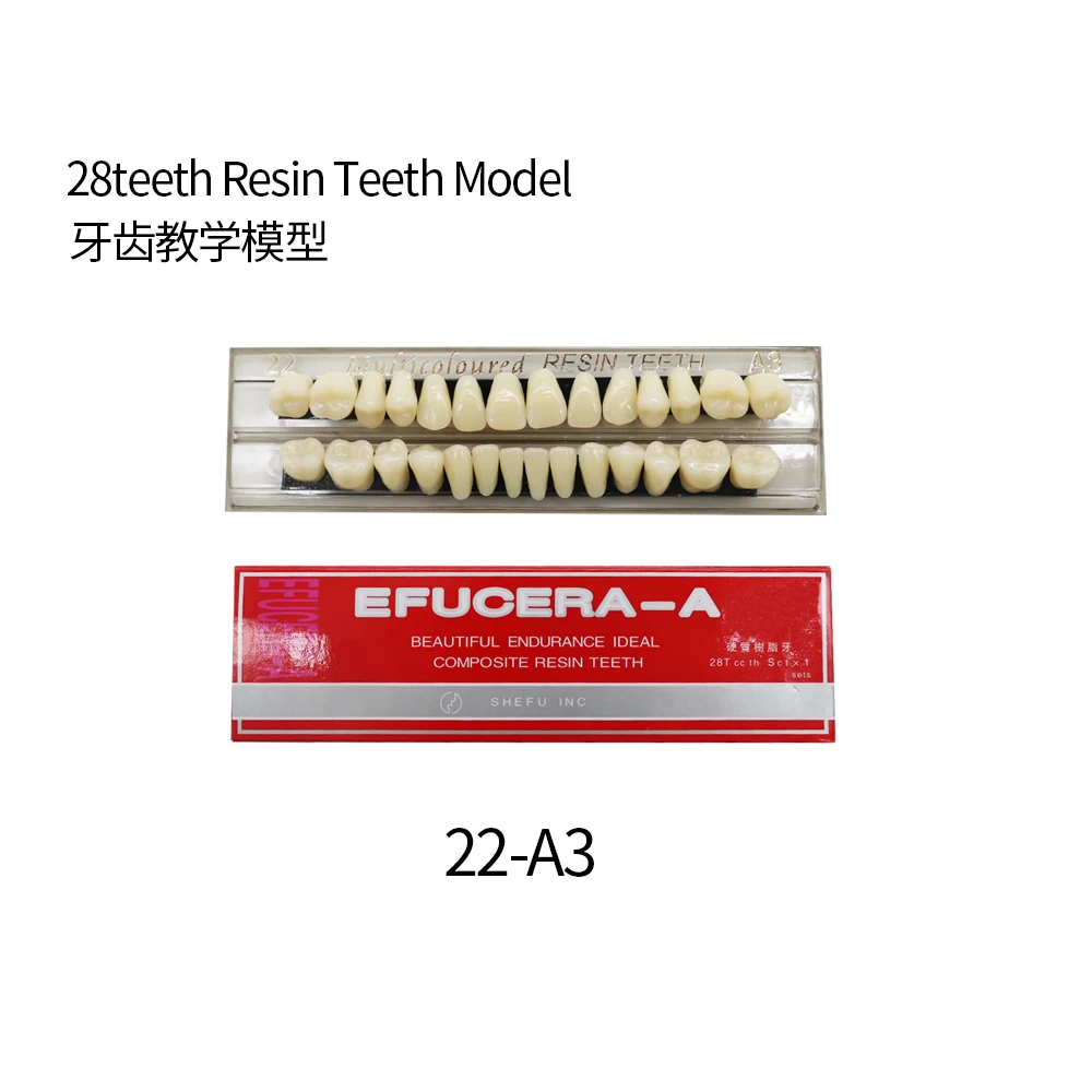 

Зубы из синтетической смолы HBC Dental, 28 штук, учебная модель, модель постоянных зубов