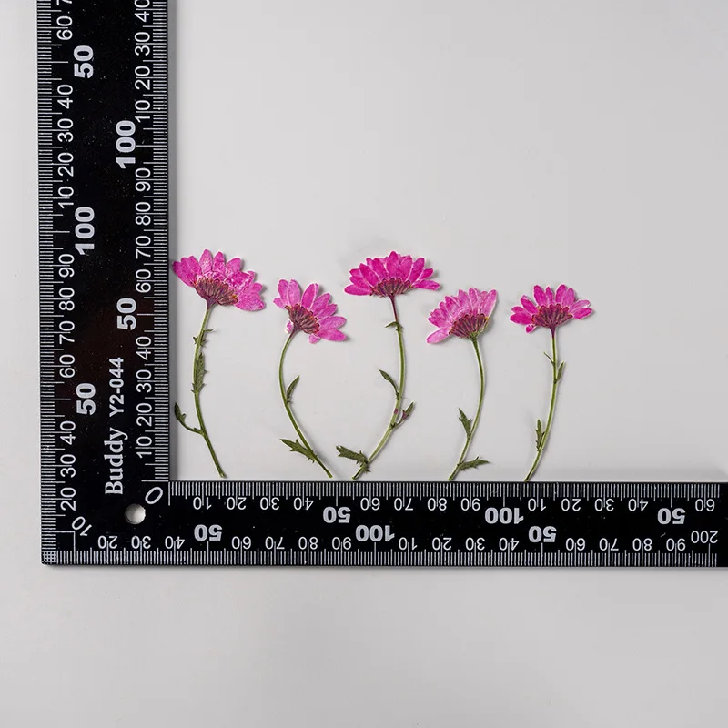 5-8cm/24 Stück, Seitlich Gepresste Kristallchrysantheme mit Zweig, Getrocknete Blumen DIY Handgemachte Aufkleber Fotorahmen Lesezeichen Geschenkkarten-Deko – Detail 31