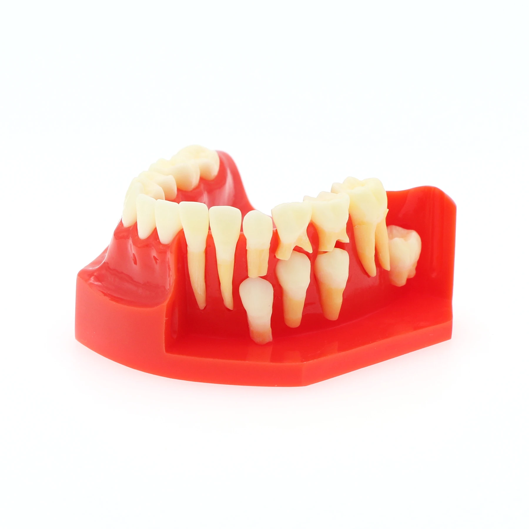 

M7013 Dental Teeth Permanent Tooth Model Alternate Demonstration Study Teach Detached Upper And Lower Jaw