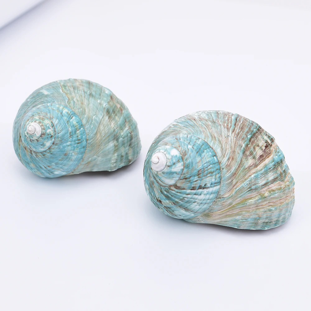 APDGG 2 Pcs Big Natural Green Conch Shell Beads For Connector Pendant Jewelry DIY