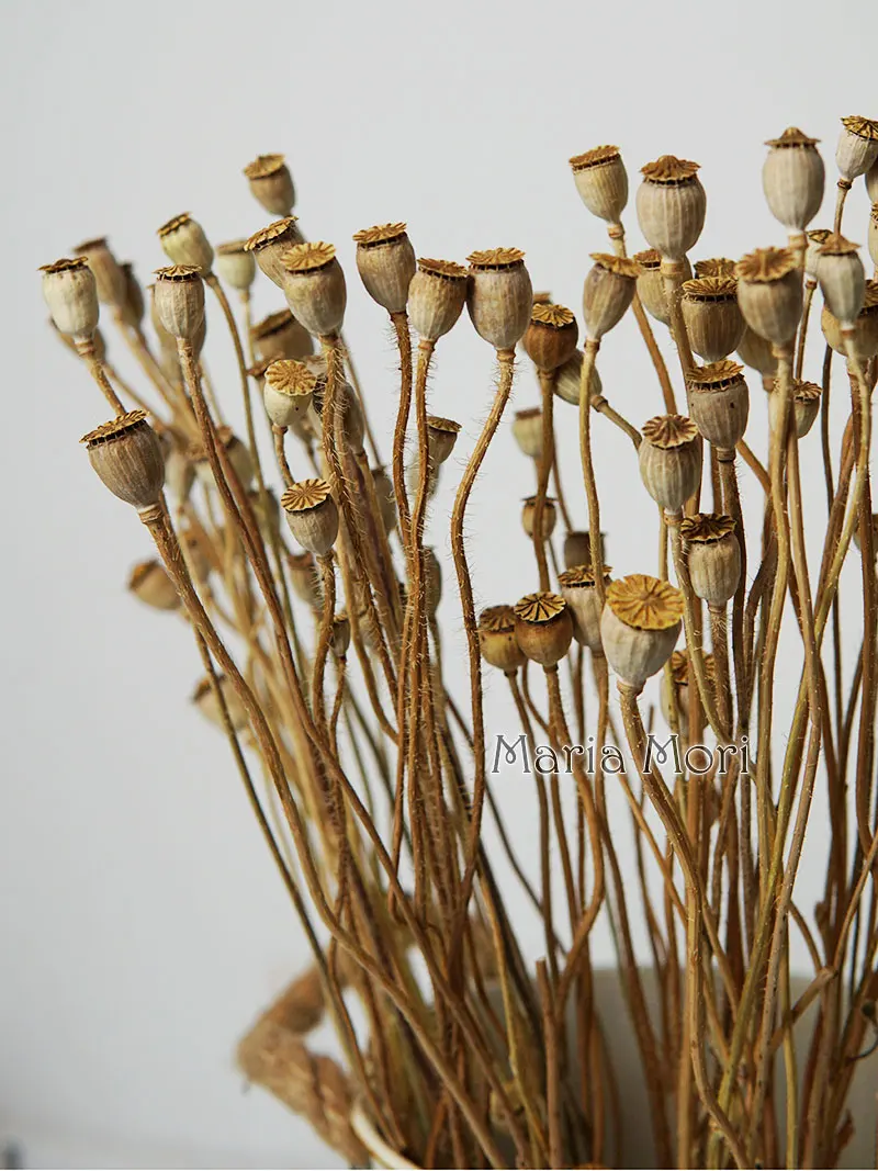 10 Stück/konservierte Blumen, Mais Mohn, Obst, Heimdekoration, DIY-Material, Kristallkleber, handgefertigte Kerzen, Epoxidharzblumen, Gold, Silber – Detail 14