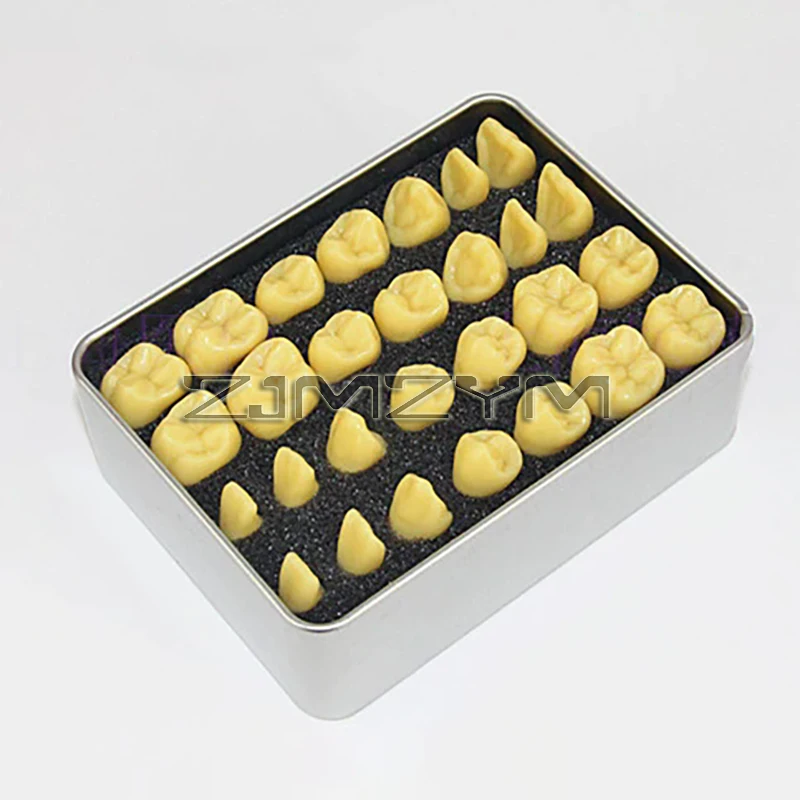 1.2 Times Carved Teeth Teaching Model Comparison Carving Tooth Model Dental Student Practice Study Tools