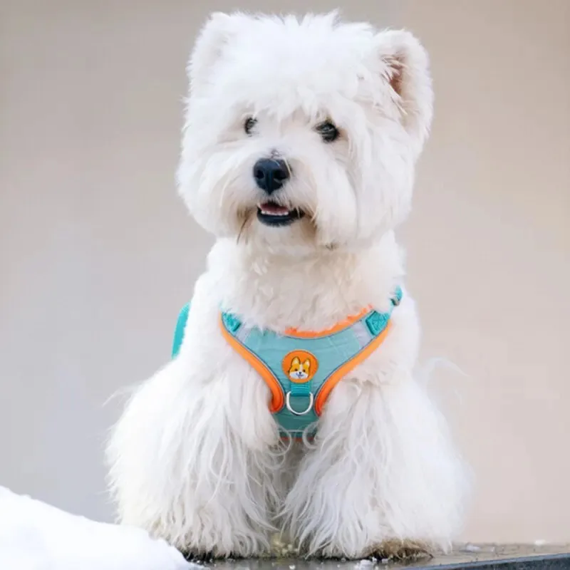 Thumbnail 2 - #17 Dog Leads Ranking List in 2026
