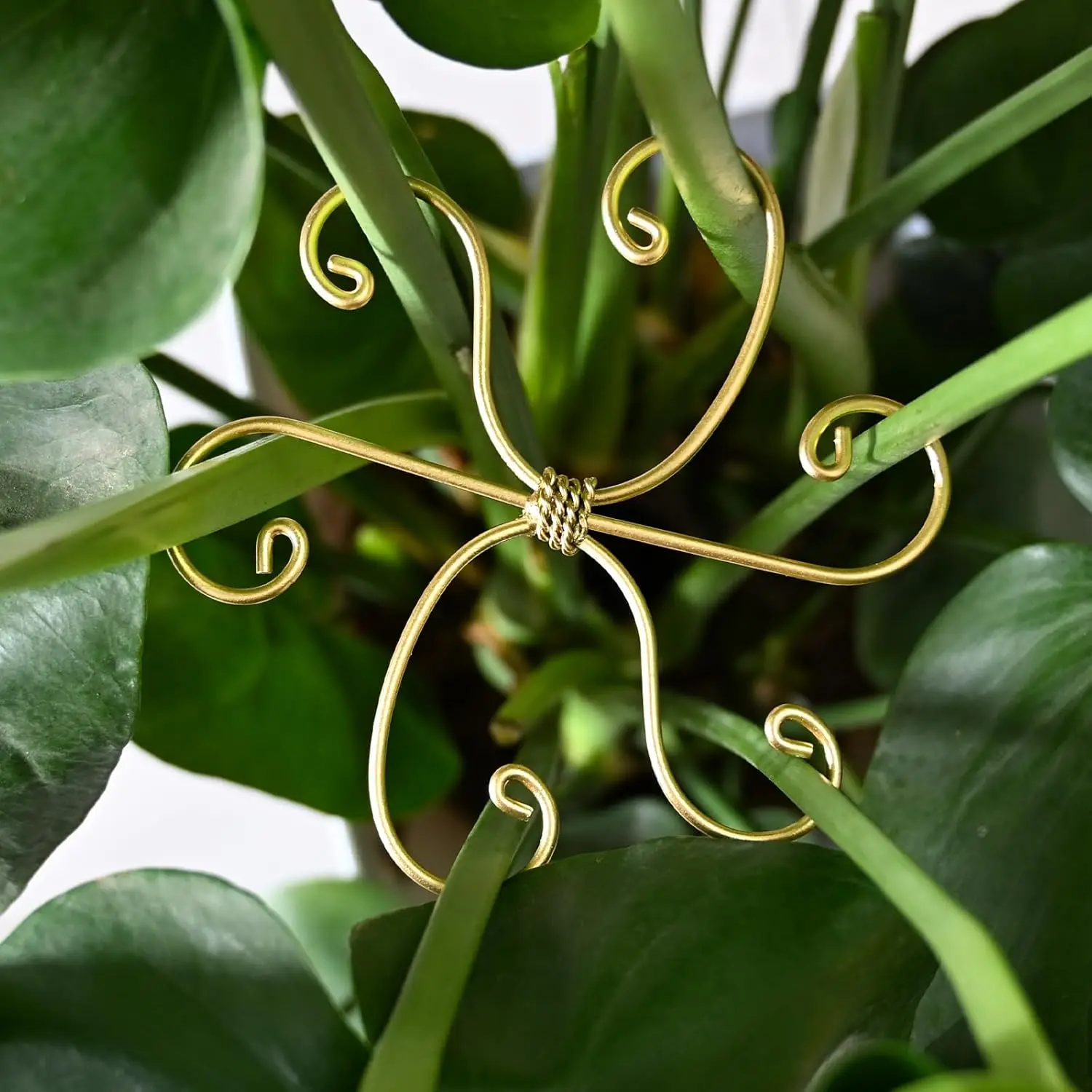 

5PCS Metal Plant Support Stakes for Monstera & Cactus, 5.5IN Sturdy Frame, Easy Install, Flexible Protection for Healthy Growth