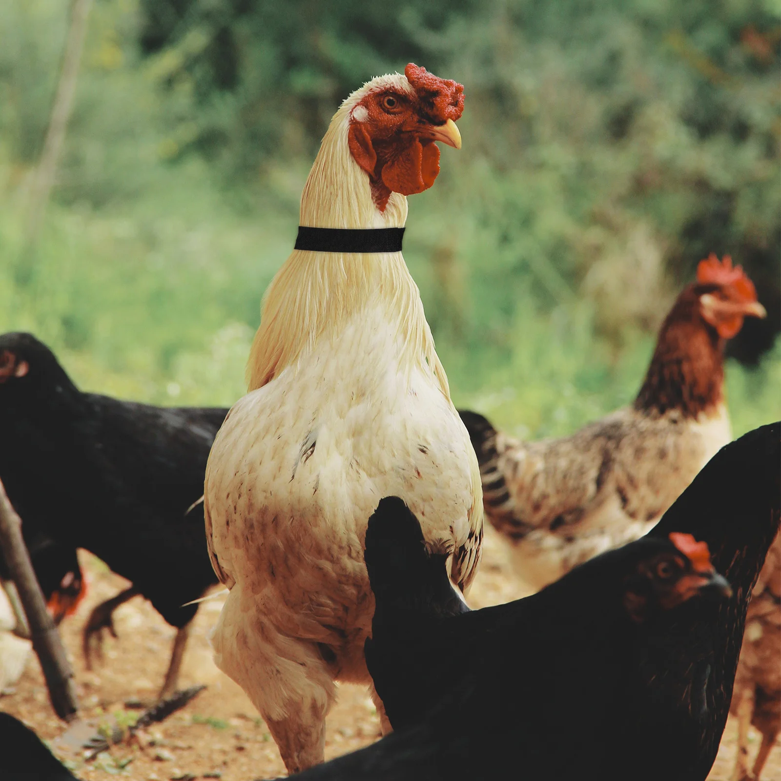 

8pcs Rooster Neck Collars Adjustable Nylon Prevent Crowing Red Black Pet Rooster Neck Collar Supplies For Chickens