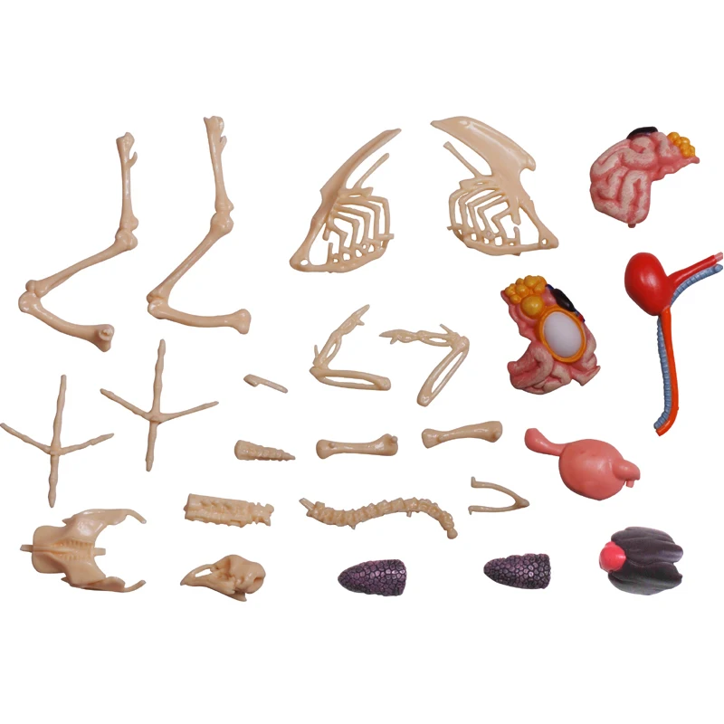 4D Vision Red And White Chicken Anatomy Model Assembling Simulation Animal Biology Organ Anatomical Model