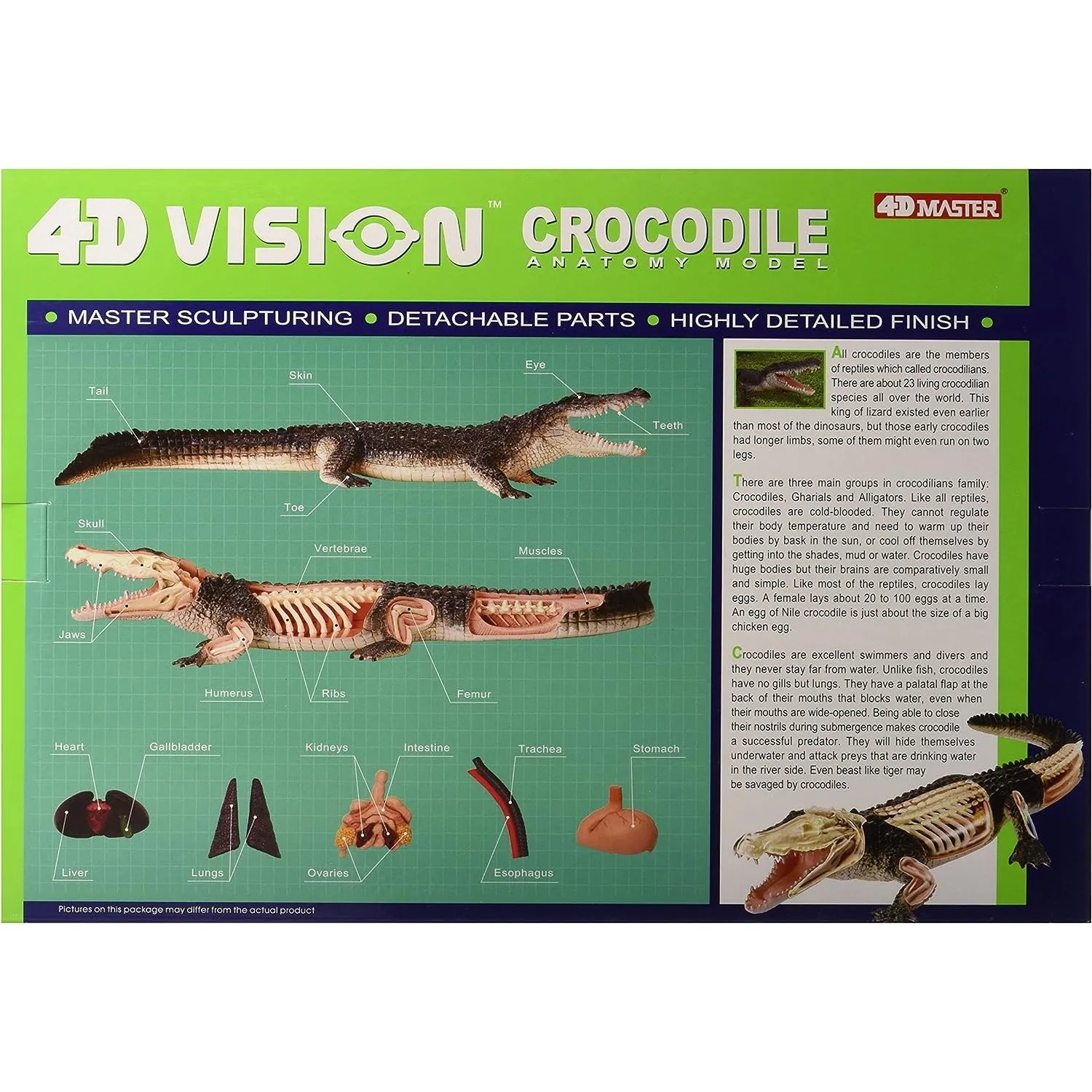 4D Vision Crocodile Anatomy Model