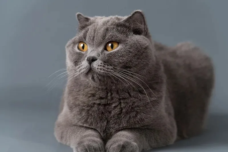 

Бесколлекторный мотор Yodo 2004 1750KV 3000KV, пропеллер, совместимый с 3.5-5 дюймами, для FPV-дронов Toothpick с большим радиусом действия, радиоуправляемых моделей и дронов.