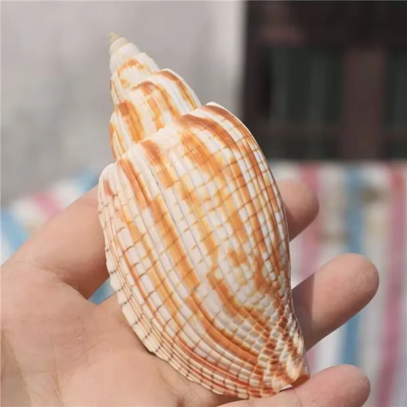 De's Vortex Snail Natural Conch Shell Rare Collection Specimen Snail Children's Science High Quality Natural Without Dyeing