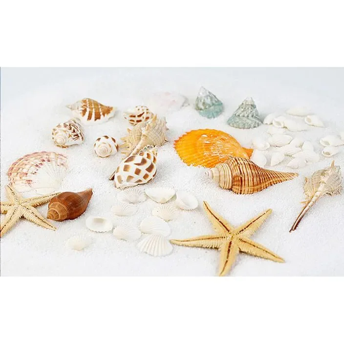 قذائف الحلزون Tenwish ونجمة مزينة التصوير الدعائم استوديو المعدات الخلفيات