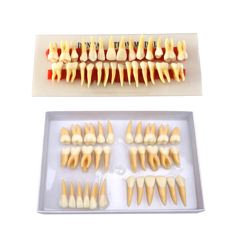 

Dental Teeth Model Anatomically Rooted Two Colors Teeth Primary Teeth with Straight Roots Dental Materials