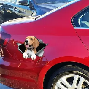 Funny car decal, Beagle decal, Beagle magnet, Beagle sticker, car decoration,car print