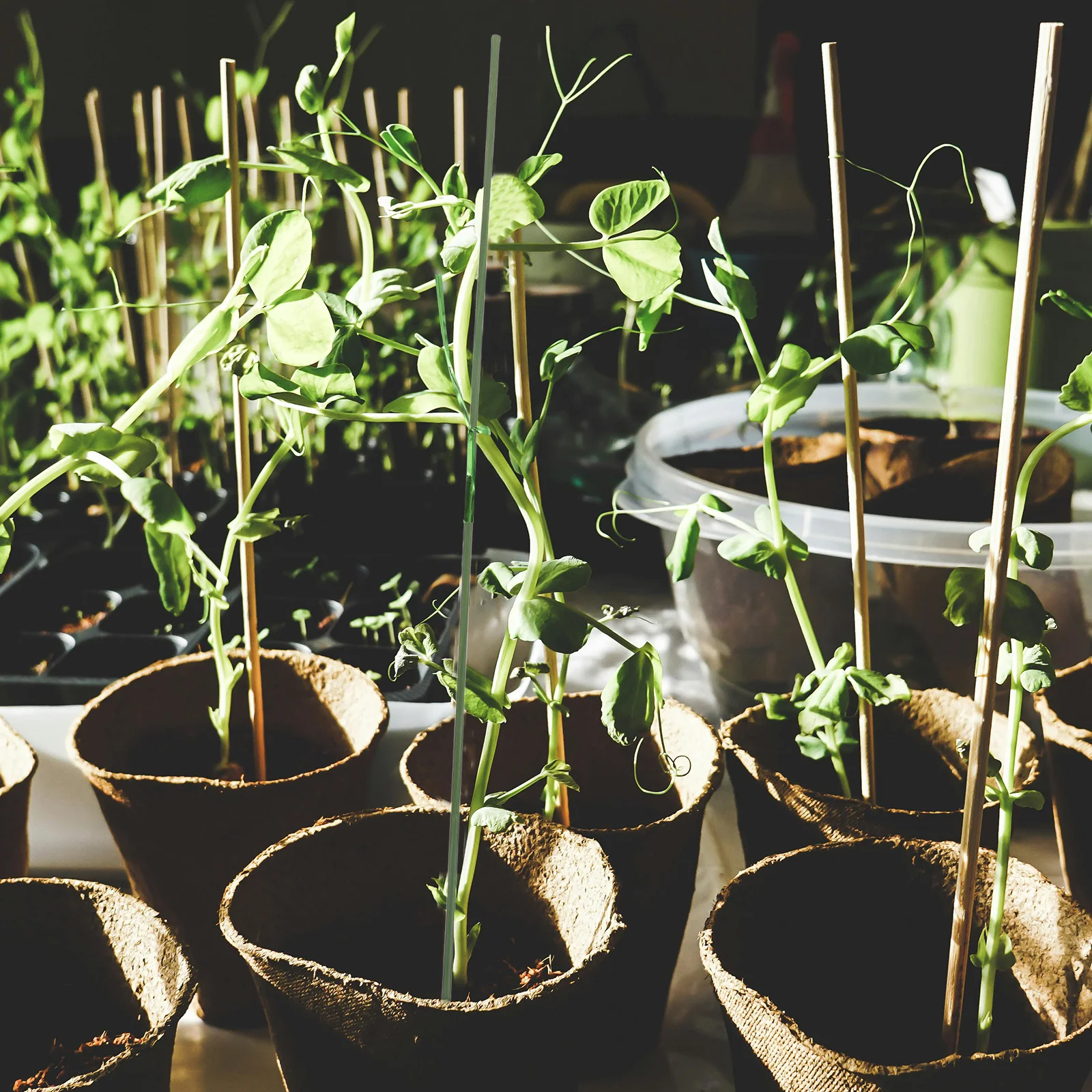 20 قطعة قضيب دعم النبات بوعاء قضيب دعم نمو النبات البلاستيكي القوي للداخلية والخارجية حديقة أوتاد الزهور العصي