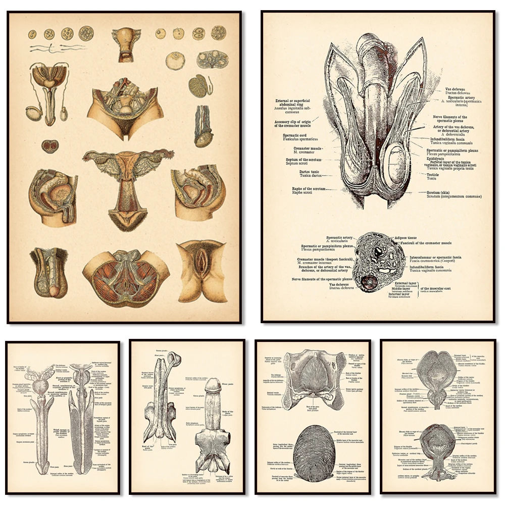 Male and female reproductive system penis anatomy poster, pelvic floor map print anatomy poster, uterus, doctor's office clinic