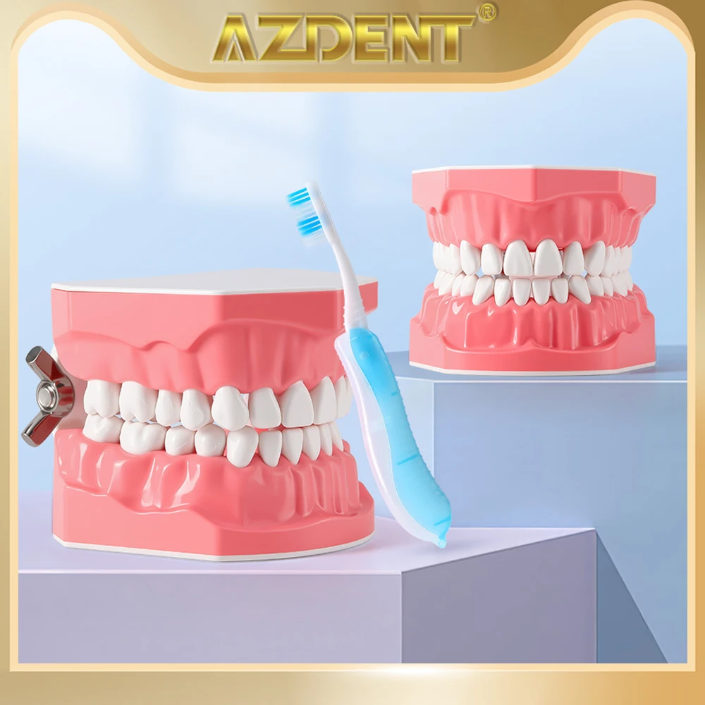 

Dental Teeth Model Oral Care Teaching Demonstration Model Brushing Flossing Practice Teeth Typodonts Model Education Studying