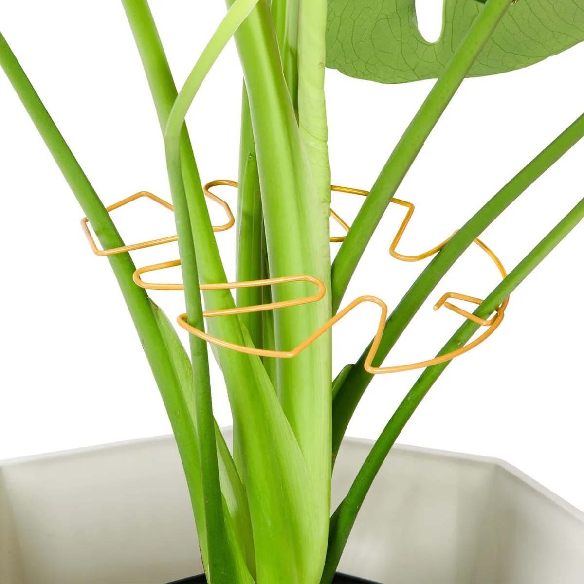 3pcs Iron Monstera Plant Support Plants Stem Support Turtle Shell Bamboo Clamp Set Stable Plants Support Stakes for Indoor Plant