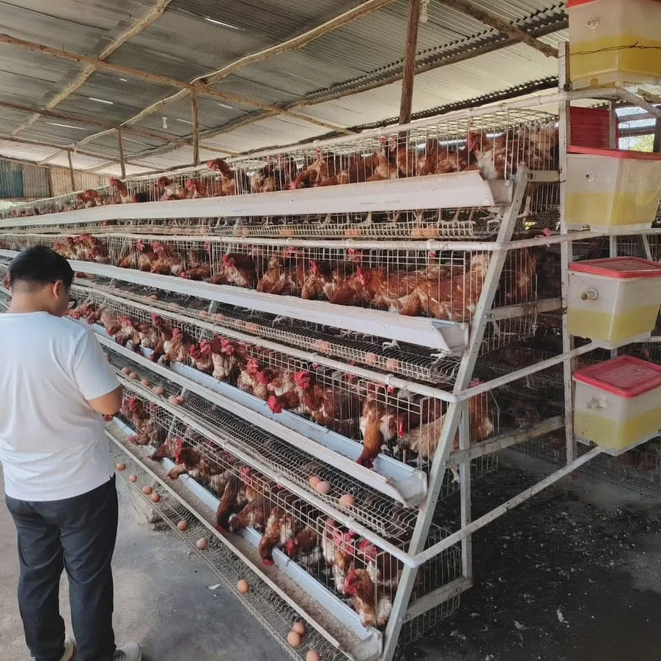 

Клетки для кур-несушек на 10 000 голов для птицефабрик, продажа в Южной Африке