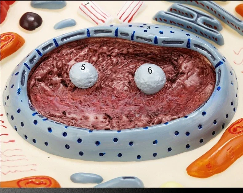 Animal cell submicrostructure model, for medical teaching