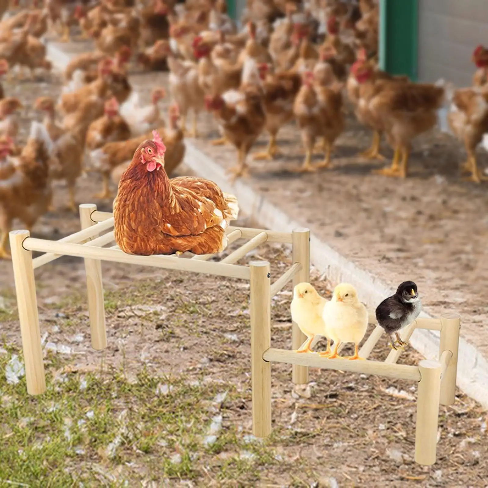 Escalera de madera para gallinero – Plataforma para gallinas y gallos - imagen 5