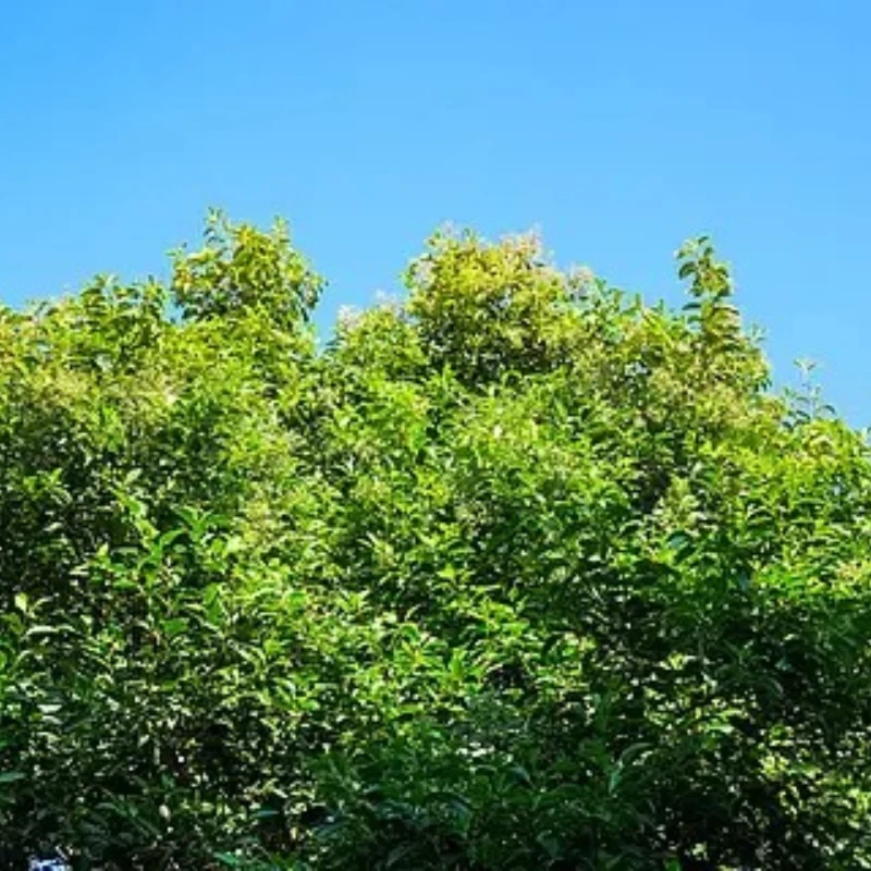 

T Motor T-Hobby F7 HD Stack F722 BMI270 Flight Controller F55A Pro II 3 6S 4In1 BLHeli32 ESC for RC FPV Racing Drone