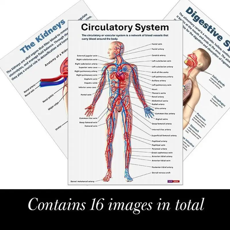 Skeletal System Poster 16 Pieces Nervous Posters Comprehensive Anatomical Chart For Home Study Wall Nursing Classroom Hospital