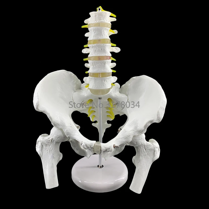 

Male Anatomy Pelvis Pelvic Skeleton Throat Anatomical Anatomy Skull Sculpture Head Body Model with Lumbar Spine 18x28x23cm