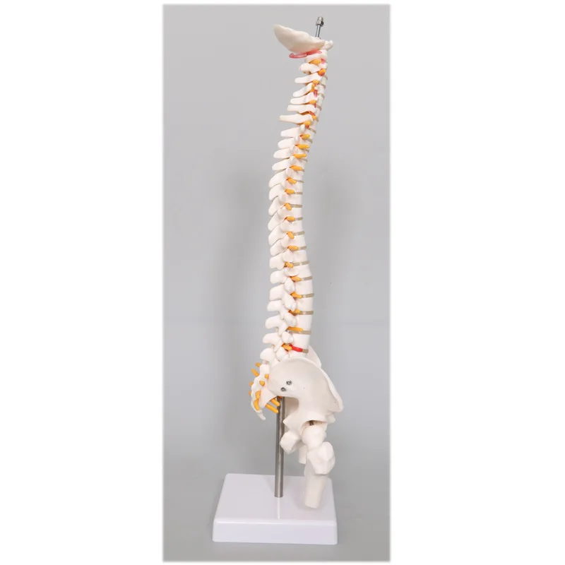 골반 뼈 골격이있는 45CM 인간 척추 모델 인간 해부학 해부학 척추 모델 척추 모델 + 스탠드 Fexible