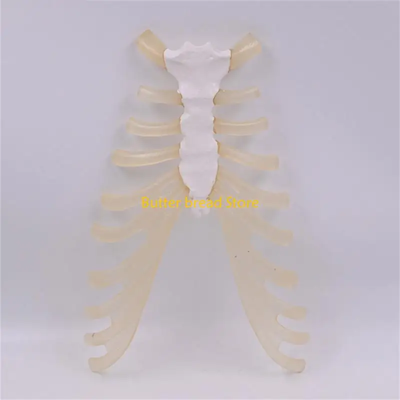 

W89C Human Sternum Model Human Skeleton Model for Anatomy Medicals Teaching Model