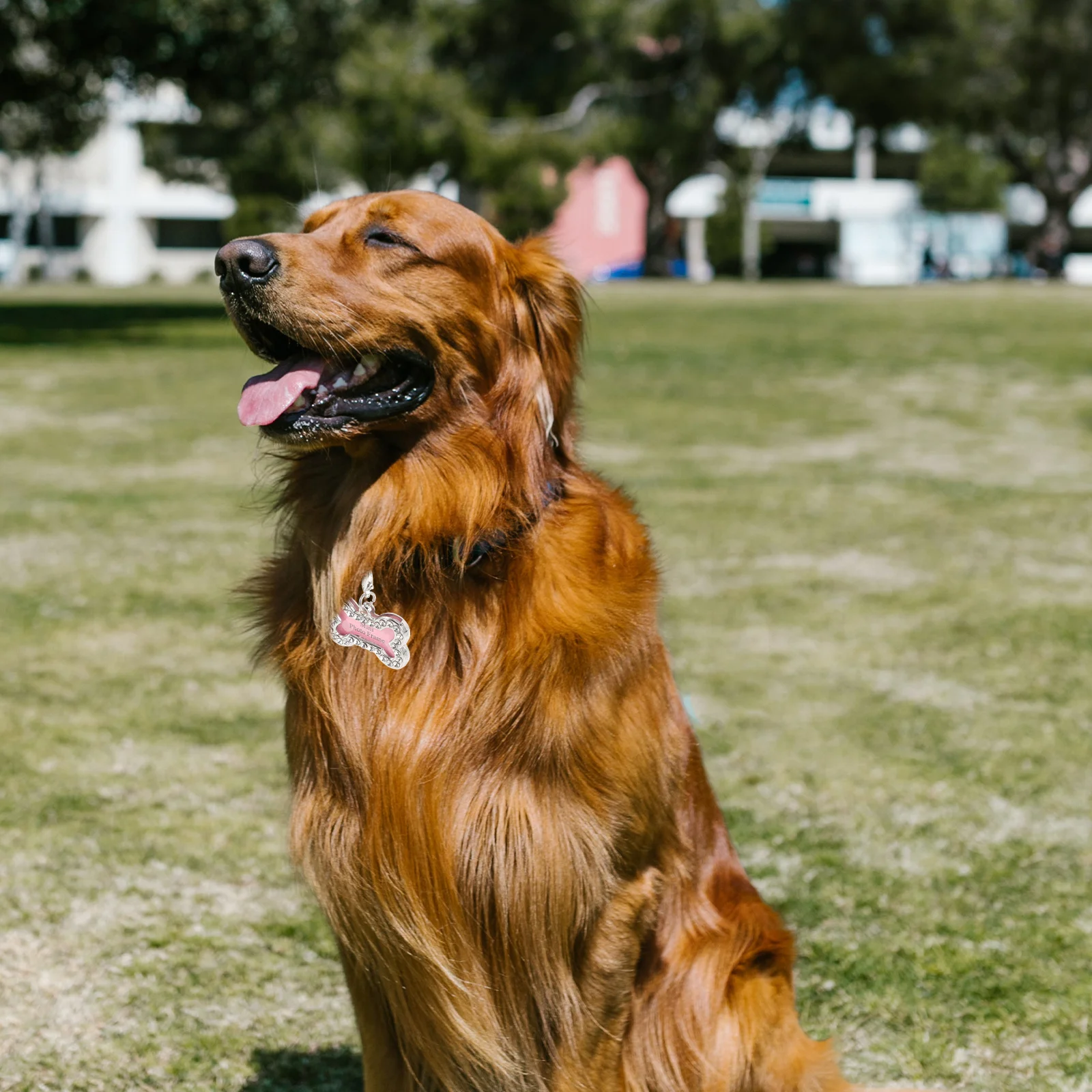 

2Pcs Stainless Steel Pet Id Tags Bone Shaped Engraved Name Phone Address Anti Lost Dog Cat Collar Accessories Dog Tags