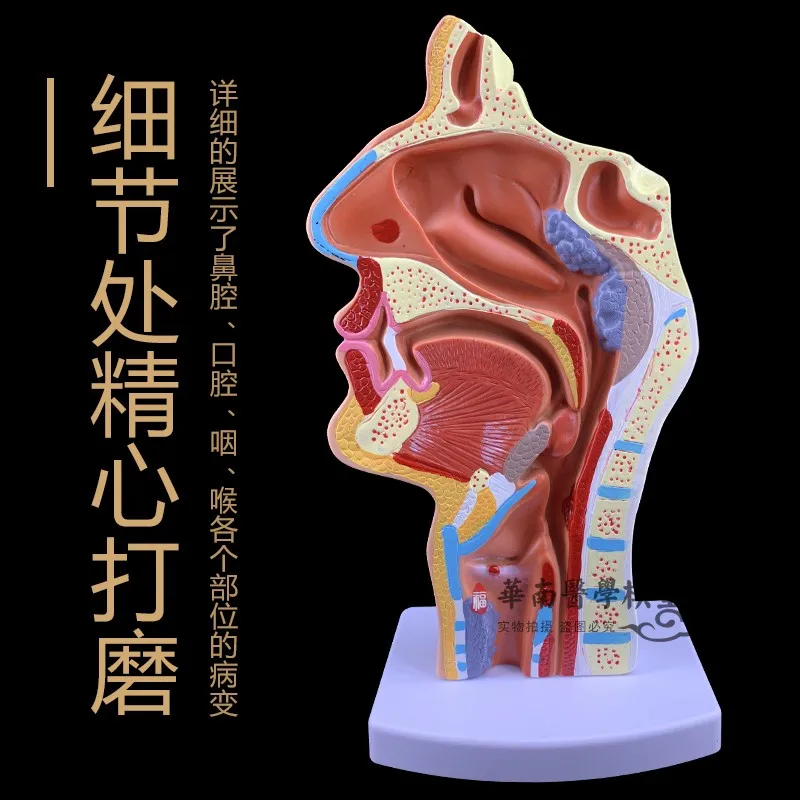 

Anatomical model of human nasal cavity, oral and pharyngeal structures, nose model, teaching model for doctor-patient