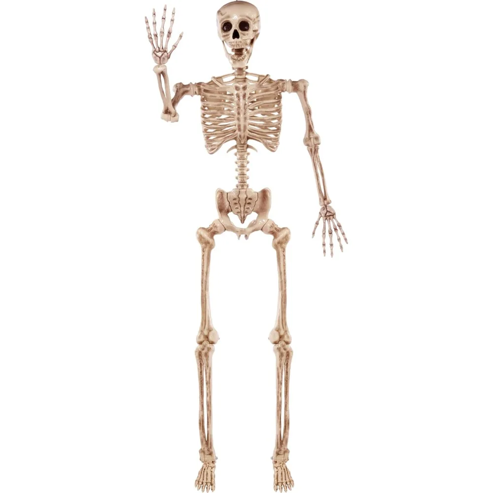 JOYIN 5.6 FT Halloween Posable Life Size Skeleton Full Body Realistic Bones with Movable Joints