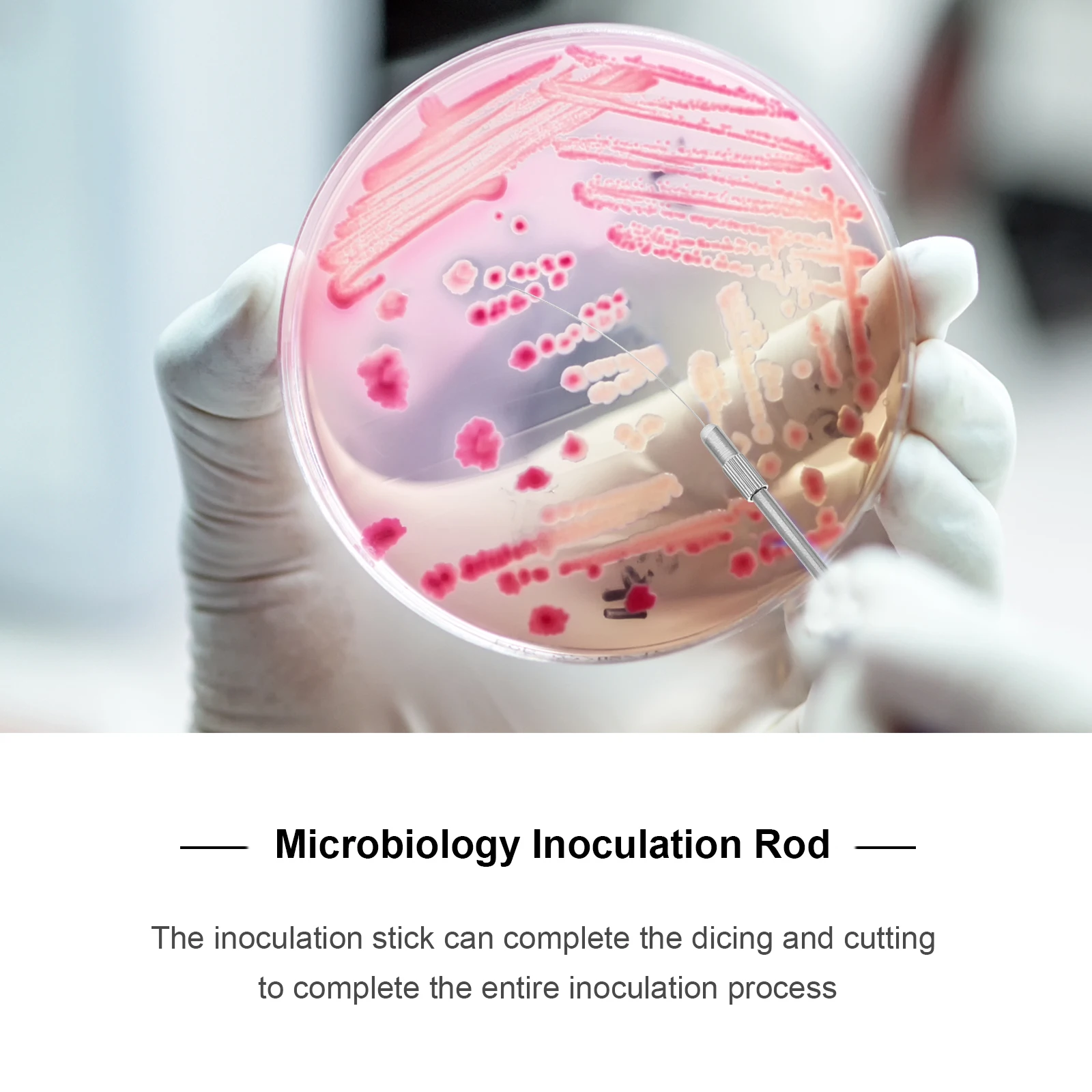 1 set Stainless Steel Inoculation Rods Lab Tools for Microbiology Experiment Random Colors Wire Loop for Culture