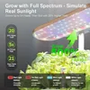 Countertop hydroponics growing Ultimate 12-Pod Aeroponic Herb Garden with LED for Kitchen Office