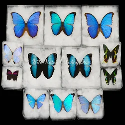 Large Butterflies Rare Butterfly Specimens Stunning Real ButterFlies Can Be Removed For Decorative Display Collection Gifts
