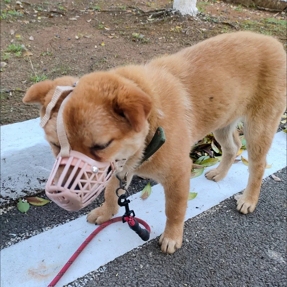 Outdoor Anti-eating Dog Muzzle for Medium Large Dogs Adjustable Pet Mask Golden Resistant Labrador Accessories Mascotas Supplies